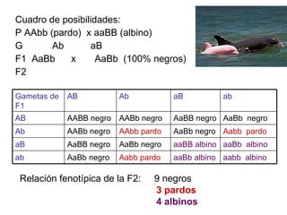Cuadro de posibilidades: P AAbb (pardo)  x aaBB (albino) G  Ab  aB F1  AaBb  x  AaBb  (100% negros) F2 Relación fenotípica de la F2:  9 negros  3 pardos 4 albinos ab aB Ab AB Gametas de F1 aabb  albino aaBb albino Aabb pardo AaBb negro ab aaBb  albino aaBB albino AaBb negro AaBB negro aB Aabb  pardo AaBb negro AAbb pardo AABb negro Ab AaBb  negro AaBB negro AABb negro AABB negro AB 