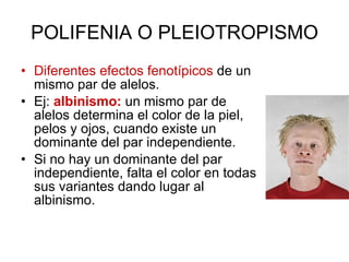 POLIFENIA O PLEIOTROPISMO Diferentes efectos fenotípicos  de un mismo par de alelos. Ej:  albinismo:  un mismo par de alelos determina el color de la piel, pelos y ojos, cuando existe un dominante del par independiente. Si no hay un dominante del par independiente, falta el color en todas sus variantes dando lugar al albinismo. 