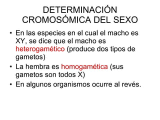 DETERMINACIÓN CROMOSÓMICA DEL SEXO En las especies en el cual el macho es XY, se dice que el macho es  heterogamético  (produce dos tipos de gametos) La hembra es  homogamética  (sus gametos son todos X) En algunos organismos ocurre al revés. 
