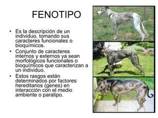 FENOTIPO Es la descripción de un individuo, tomando sus caracteres funcionales o bioquímicos. Conjunto de caracteres internos y externos ya sean morfológicos funcionales o bioquímicos que caracterizan a un individuo. Estos rasgos están determinados por factores hereditarios (genes) en interacción con el medio ambiente o paratipo. 