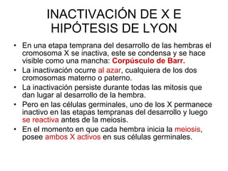 INACTIVACIÓN DE X E HIPÓTESIS DE LYON En una etapa temprana del desarrollo de las hembras el cromosoma X se inactiva, este se condensa y se hace visible como una mancha:  Corpúsculo de Barr. La inactivación ocurre  al azar , cualquiera de los dos cromosomas materno o paterno. La inactivación persiste durante todas las mitosis que dan lugar al desarrollo de la hembra. Pero en las células germinales, uno de los X permanece inactivo en las etapas tempranas del desarrollo y luego  se reactiva  antes de la meiosis. En el momento en que cada hembra inicia la  meiosis , posee  ambos X activos  en sus células germinales. 