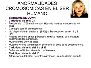 ANORMALIDADES CROMOSOMICAS EN EL SER HUMANO SÍNDROME DE DOWN Cariotipo: trisomía 21 Frecuencia 1/700 nacimientos, Hijos de madres mayores de 40 años Cariotipo con 47 cromosomas No disyunción en anafase I (95%) o Traslocación entre 14 y 21 (5%) Pliegue cutáneo en los párpados, retraso mental, baja estatura, anormalidades cardíacas. Muerte entre 30 y 35 años. Mujeres fértiles transmiten el síndrome al 50% de la descendencia. Cariotipo: trisomía del 3 o el 15 Defectos múltiples, viven de 1 a 3 meses Cariotipo: trisomía del 18 Alteraciones del oído, defectos cardíacos, muerte dentro del año. 