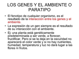 LOS GENES Y EL AMBIENTE O PARATIPO El fenotipo de cualquier organismo, es el resultado de la  interacción entre los genes y el ambiente. La expresión de un gen siempre es el resultado de su interacción con el ambiente. Ej: una planta está genéticamente predeterminada a ser verde, a florecer, fructificar. Pero si se la deja en la oscuridad no aparecerá el color verde y si no hay nutrientes, humedad, temperatura y luz no dará lugar a las flores ni frutos. 