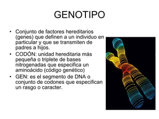 GENOTIPO Conjunto de factores hereditarios (genes) que definen a un individuo en particular y que se transmiten de padres a hijos. CODÓN: unidad hereditaria más pequeña o triplete de bases nitrogenadas que especifica un aminoácido (código genético) GEN: es el segmento de DNA o conjunto de codones que especifican un rasgo o caracter. 