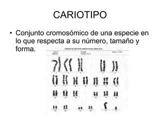 CARIOTIPO Conjunto cromosómico de una especie en lo que respecta a su número, tamaño y forma. 