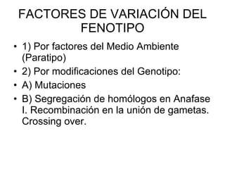 FACTORES DE VARIACIÓN DEL FENOTIPO 1) Por factores del Medio Ambiente (Paratipo) 2) Por modificaciones del Genotipo: A) Mutaciones B) Segregación de homólogos en Anafase I. Recombinación en la unión de gametas. Crossing over. 