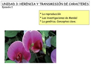 UNIDAD 3: HERENCIA Y TRANSMISIÓN DE CARACTERES
Episodio I
* La reproducción
* Las investigaciones de Mendel
* La genética. Conceptos clave.
 