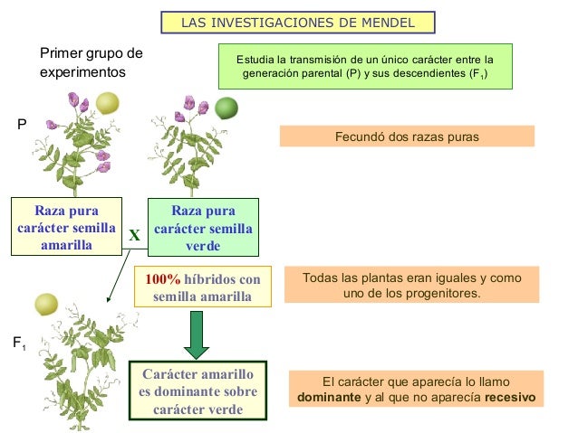 Herencia Y Transmisión De Caracteres