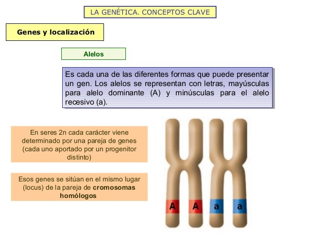 Resultado de imagen para GENES Y LOCALIZACION