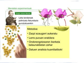 Mendelen esperimentuak
Metodoa:
• Zazpi ezaugarri aukeratu
• Lerro puruen erabilera
• Ondorengotzearen ikerketa
belaunaldietan zehar
• Datuen analisia kuantitatiboki
Leka landareak
polinizatu fekundazio
gurutzatuarekin
Gregor Johann Mendel
 