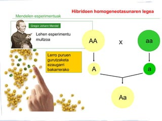 Mendelen esperimentuak
Lehen esperimentu
multzoa
Gregor Johann Mendel
AA aa
A a
Aa
X
Lerro puruen
gurutzaketa
ezaugarri
bakarrerako
Hibridoen homogeneotasunaren legea
 