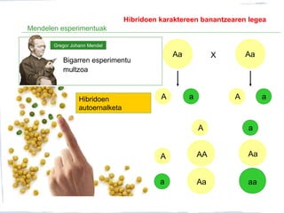 Mendelen esperimentuak
Bigarren esperimentu
multzoa
Gregor Johann Mendel
Hibridoen
autoernalketa
Aa Aa
A Aa a
X
A
A
a
a
AA
Aa
Aa
aa
Hibridoen karaktereen banantzearen legea
 