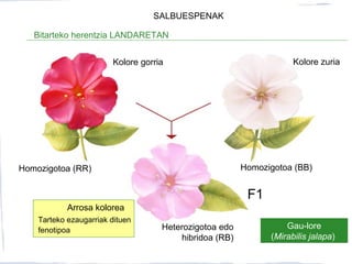 Bitarteko herentzia LANDARETAN
Gau-lore
(Mirabilis jalapa)
Homozigotoa (RR)
Kolore gorria Kolore zuria
Homozigotoa (BB)
Heterozigotoa edo
hibridoa (RB)
F1
Arrosa kolorea
Tarteko ezaugarriak dituen
fenotipoa
SALBUESPENAK
 