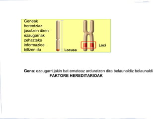 Geneak
herentziaz
jasotzen diren
ezaugarriak
zehazteko
informazioa
biltzen du Locusa
Loci
Gena: ezaugarri jakin bat emateaz arduratzen dira belaunaldiz belaunaldi
FAKTORE HEREDITARIOAK
 