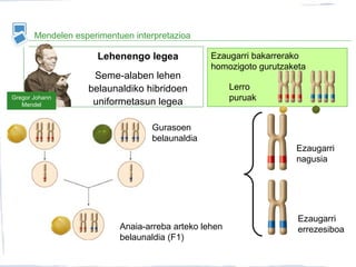 Mendelen esperimentuen interpretazioa
Lehenengo legea
Seme-alaben lehen
belaunaldiko hibridoen
uniformetasun legea
Gregor Johann
Mendel
Anaia-arreba arteko lehen
belaunaldia (F1)
Gurasoen
belaunaldia
Ezaugarri
nagusia
Ezaugarri
errezesiboa
Ezaugarri bakarrerako
homozigoto gurutzaketa
Lerro
puruak
 