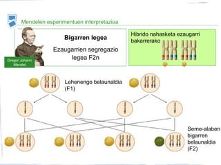Hibrido nahasketa ezaugarri
bakarrerako
Mendelen esperimentuen interpretazioa
Seme-alaben
bigarren
belaunaldia
(F2)
Lehenengo belaunaldia
(F1)
Gregor Johann
Mendel
Bigarren legea
Ezaugarrien segregazio
legea F2n
 
