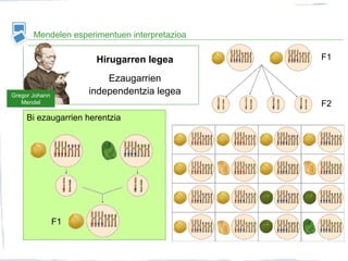 Mendelen esperimentuen interpretazioa
Bi ezaugarrien herentzia
F1
F1
F2
Gregor Johann
Mendel
Hirugarren legea
Ezaugarrien
independentzia legea
 