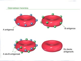 Odol-taldeen herentzia
A antigenoa
B antigenoa
A eta B antigenoak
Ez dauka
antigenorik
 
