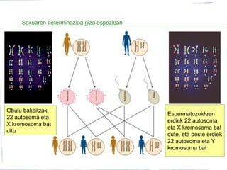 Sexuaren determinazioa giza espeziean
Obulu bakoitzak
22 autosoma eta
X kromosoma bat
ditu
Espermatozoideen
erdiek 22 autosoma
eta X kromosoma bat
dute, eta beste erdiek
22 autosoma eta Y
kromosoma bat
 