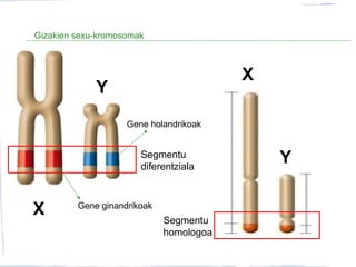 Gizakien sexu-kromosomak
X
Y
X
YSegmentu
diferentziala
Segmentu
homologoa
Gene ginandrikoak
Gene holandrikoak
 