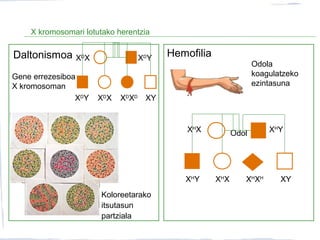 Odol
X kromosomari lotutako herentzia
Daltonismoa Hemofilia
Gene errezesiboa
X kromosoman
XD
X XD
Y
XD
XD
XD
XXD
Y XY
Koloreetarako
itsutasun
partziala
Odola
koagulatzeko
ezintasuna
XH
X XH
Y
XH
XH
XH
XXH
Y XY
 
