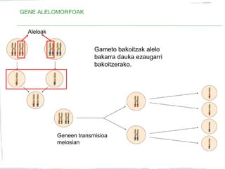 GENE ALELOMORFOAK
Aleloak
Gameto bakoitzak alelo
bakarra dauka ezaugarri
bakoitzerako.
Geneen transmisioa
meiosian
 