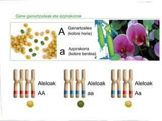 Gene gainartzaileak eta azpirakorrak
A
a
Aleloak
AA
Aleloak
aa
Aleloak
Aa
Gainartzailea
(kolore horia)
Azpirakorra
(kolore berdea)
 