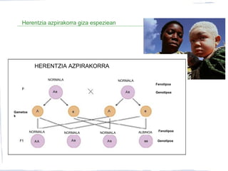 Herentzia azpirakorra giza espeziean
HERENTZIA AZPIRAKORRA
Gametoa
k
NORMALA NORMALA
NORMALA NORMALA NORMALA
Genotipoa
Genotipoa
Fenotipoa
FenotipoaALBINOA
 