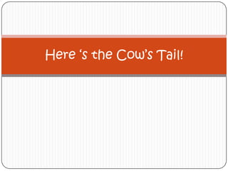 Here ‘s the Cow’s Tail! 