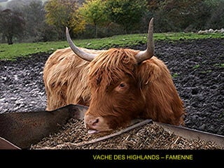 VACHE DES HIGHLANDS – FAMENNE
 