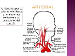 clasificaciónSe clasifican en tres tipos para su identificación y atención:ARTERIALVENOSACAPILAR