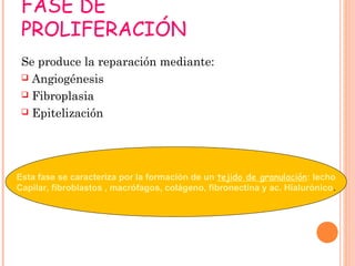 FASE DE
PROLIFERACIÓN
Se produce la reparación mediante:
 Angiogénesis
 Fibroplasia
 Epitelización
Esta fase se caracteriza por la formación de un tejido de granulación: lecho
Capilar, fibroblastos , macrófagos, colágeno, fibronectina y ac. Hialurónico.
 
