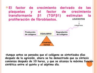 El factor de crecimiento derivado de las
plaquetas y el factor de crecimiento
transformante β1 (TGFβ1) estimulan la
proliferación de fibroblastos.
Cicatrizac
normal
Producción
de colágeno EQUILIBRIO
Degradación
de colágeno
•Aunque antes se pensaba que el colágeno se sintetizaba días
después de la agresión, ahora se ha demostrado que su síntesis
comienza después de 10 horas, y que se alcanza la máxima función
sintética entre el quinto y el séptimo día.
colagenasa
LEUCOCITOS
 
