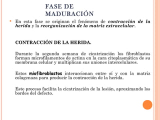 FASE DE
MADURACIÓN
 En esta fase se originan el fenómeno de contracción de la
herida y la reorganización de la matriz extracelular.
CONTRACCIÓN DE LA HERIDA.CONTRACCIÓN DE LA HERIDA.
Durante la segunda semana de cicatrización los fibroblastos
forman microfilamentos de actina en la cara citoplasmática de su
membrana celular y multiplican sus uniones intercelulares.
Estos miofibroblastosmiofibroblastos interaccionan entre sí y con la matriz
colagenaza para producir la contracción de la herida.
Este proceso facilita la cicatrización de la lesión, aproximando los
bordes del defecto.
 