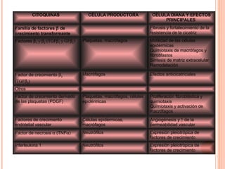 CITOQUINAS CÉLULA PRODUCTORA CÉLULA DIANA Y EFECTOS
PRINCIPALES
Familia de factores β de
crecimiento transformante
   Fibrosis y fortalecimiento de la 
resistencia de la cicatriz 
Factores β1
y β2
(TGFβ1
y GFβ2
) Plaquetas, macrófagos  Motilidad de las células 
epidérmicas 
Quimiotaxis de macrófagos y 
fibroblastos 
Síntesis de matriz extracelular 
Remodelación 
Factor de crecimiento β3
(TGFβ3
)
Macrófagos  Efectos anticicatriciales 
Otros      
Factor de crecimiento derivado 
de las plaquetas (PDGF) 
Plaquetas, macrófagos, células 
epidérmicas 
Proliferación fibroblástica y 
quimiotaxis 
Quimiotaxis y activación de 
macrófagos 
Factores de crecimiento 
endotelial vascular 
Células epidérmicas, 
macrófagos 
Angiogénesis y ↑ de la 
permeabilidad vascular 
Factor de necrosis α (TNFα) Neutrófilos  Expresión pleiotrópica de 
factores de crecimiento 
Interleukina 1  Neutrófilos  Expresión pleiotrópica de 
factores de crecimiento 
 