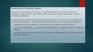 Secuencias del Proceso de Curación
Después de producida la herida por el agente traumático, en el foco lesional se
encuentran tejidos total o parcialmente desvitalizados, sangre extravasada, cuerpo
extraños y gérmenes.
La respuesta local frente a estas lesiones, que suponen una ruptura de la homeostasis
el desarrollo progresivo del estado de inflamación aguda, va a cumplir dos objetivos:
 Limpieza de foco traumático y acumulación del material necesario para la
 Formación de colágeno y aumento de la resistencia a la separación de los bordes de
herida.
 La Epitelización se produce precoz o tardíamente, dependiendo de si la herida está
cerrada o abierta.
 