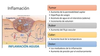 Inflamación Tumor
• Aumento de la permeabilidad capilar
• Hiperflujo de sangre
• Acúmulo de agua en el intersticio (edema)
• Incremento de volumen
Rubor
• Aumento del flujo vascular
Calor:
• Aumento local de la temperatura
Dolor:
• Los mediadores de la inflamación
• Aumento de presión por el encharcamiento
 