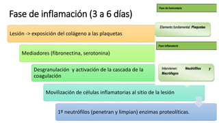 Fase de inflamación (3 a 6 días)
Lesión -> exposición del colágeno a las plaquetas
Mediadores (fibronectina, serotonina)
Desgranulación y activación de la cascada de la
coagulación
Movilización de células inflamatorias al sitio de la lesión
1º neutrófilos (penetran y limpian) enzimas proteolíticas.
 