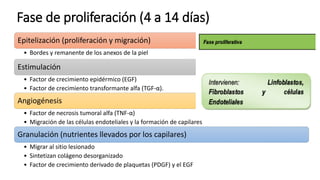 Fase de proliferación (4 a 14 días)
Epitelización (proliferación y migración)
• Bordes y remanente de los anexos de la piel
Estimulación
• Factor de crecimiento epidérmico (EGF)
• Factor de crecimiento transformante alfa (TGF-α).
Angiogénesis
• Factor de necrosis tumoral alfa (TNF-α)
• Migración de las células endoteliales y la formación de capilares
Granulación (nutrientes llevados por los capilares)
• Migrar al sitio lesionado
• Sintetizan colágeno desorganizado
• Factor de crecimiento derivado de plaquetas (PDGF) y el EGF
 