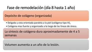 Fase de remodelación (día 8 hasta 1 año)
Depósito de colágeno (organizada)
• Delgada y esta orientada paralela a la piel (colágena tipo III),
• Colágena mas fuerte y organizada a lo largo de las líneas de stress.
La síntesis de colágena dura aproximadamente de 4 a 5
semanas
Volumen aumenta a un año de la lesión.
 