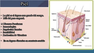 Piel
• La piel es el órgano mas grande del cuerpo.
• 16% del peso corporal.
 Diversas Funciones:
• Inmunologica
• Regulacion Termica
• Sensibilidad
• Produccion de Vitaminas
• Es un órgano dinamico en constante cambio
 