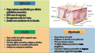 Epidermis
• Capa externa constituida por células
epiteliales Avascular.
• 0.04 mm de espesor.
• Se regenera cada 2-4 sem.
• Recibe sus nutrientes de la dermis.
Dermis
• Capa media de la piel o segunda capa.
• Muy vascularizada.
• Nervios, tejido conectivo, colágeno, elastina.
• Responsable de la reacción inflamatoria
• Incluye los receptores sensitivos.
Hipodermis
• Capa interna de la piel
• Sostiene a la dermis y a la epidermis
• Varia en cuanto a grosor
• De tejido adiposo, conectivo y
vasos sanguíneos.
• Almacenar lípidos y protección de
órganos subyacentes; regula la
 