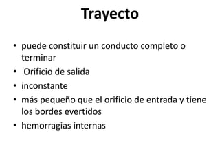 Trayecto
• puede constituir un conducto completo o
terminar
• Orificio de salida
• inconstante
• más pequeño que el orificio de entrada y tiene
los bordes evertidos
• hemorragias internas
 