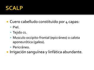SCALPCuero cabelludo constituido por 4 capas:Piel.Tejido cs.Musculo occipito-frontal (epicráneo) o calota aponeurótica (galea).Pericráneo.Irrigación sanguínea y linfática abundante.
