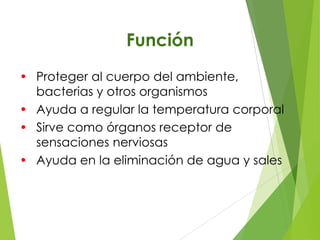 Función
• Proteger al cuerpo del ambiente,
bacterias y otros organismos
• Ayuda a regular la temperatura corporal
• Sirve como órganos receptor de
sensaciones nerviosas
• Ayuda en la eliminación de agua y sales

 