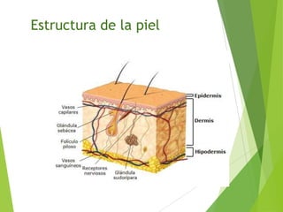 Estructura de la piel

 