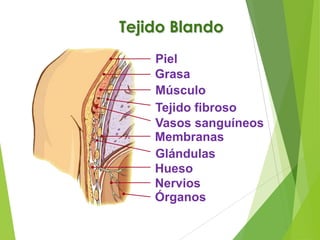 Tejido Blando
Piel
Grasa
Músculo
Tejido fibroso
Vasos sanguíneos
Membranas
Glándulas
Hueso
Nervios
Órganos

 