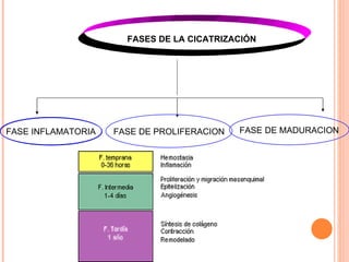 FASES DE LA CICATRIZACIÓN FASE INFLAMATORIA FASE DE PROLIFERACION FASE DE MADURACION 