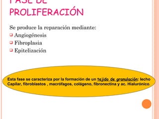FASE DE PROLIFERACIÓN Se produce la reparación mediante: Angiogénesis Fibroplasia Epitelización Esta fase se caracteriza por la formación de un  tejido de granulación : lecho Capilar, fibroblastos , macrófagos, colágeno, fibronectina y ac. Hialurónico . 