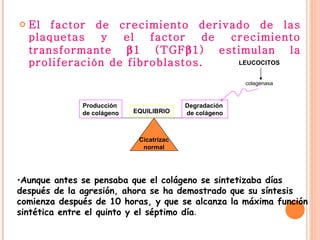 El factor de crecimiento derivado de las plaquetas y el factor de crecimiento transformante   1 (TGF  1) estimulan la proliferación de fibroblastos.  Aunque antes se pensaba que el colágeno se sintetizaba días después de la agresión, ahora se ha demostrado que su síntesis comienza después de 10 horas, y que se alcanza la máxima función sintética entre el quinto y el séptimo día .  Cicatrizac normal Producción  de colágeno EQUILIBRIO Degradación  de colágeno colagenasa LEUCOCITOS 